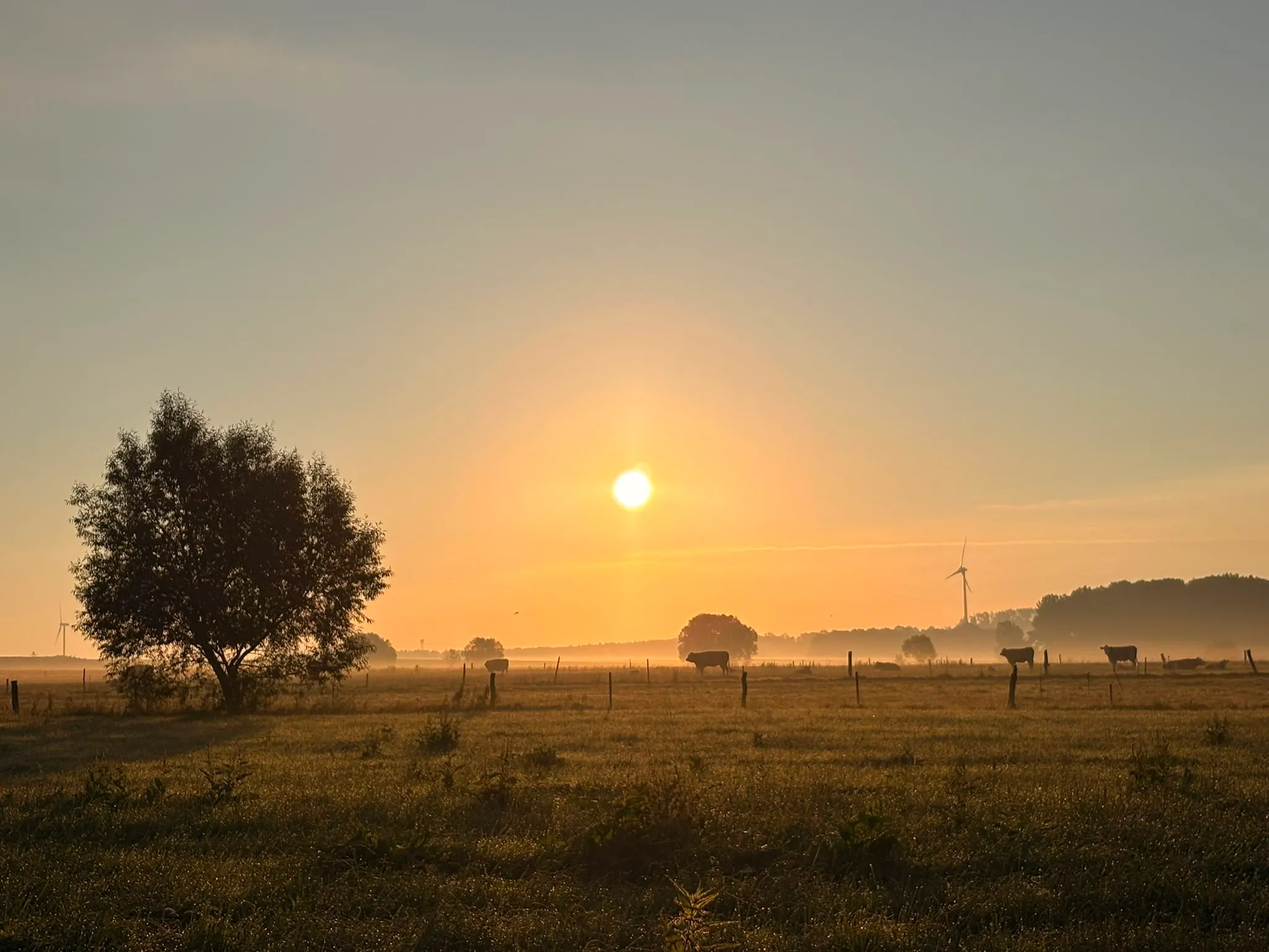 Sonnenaufgang über den Weiden der Region